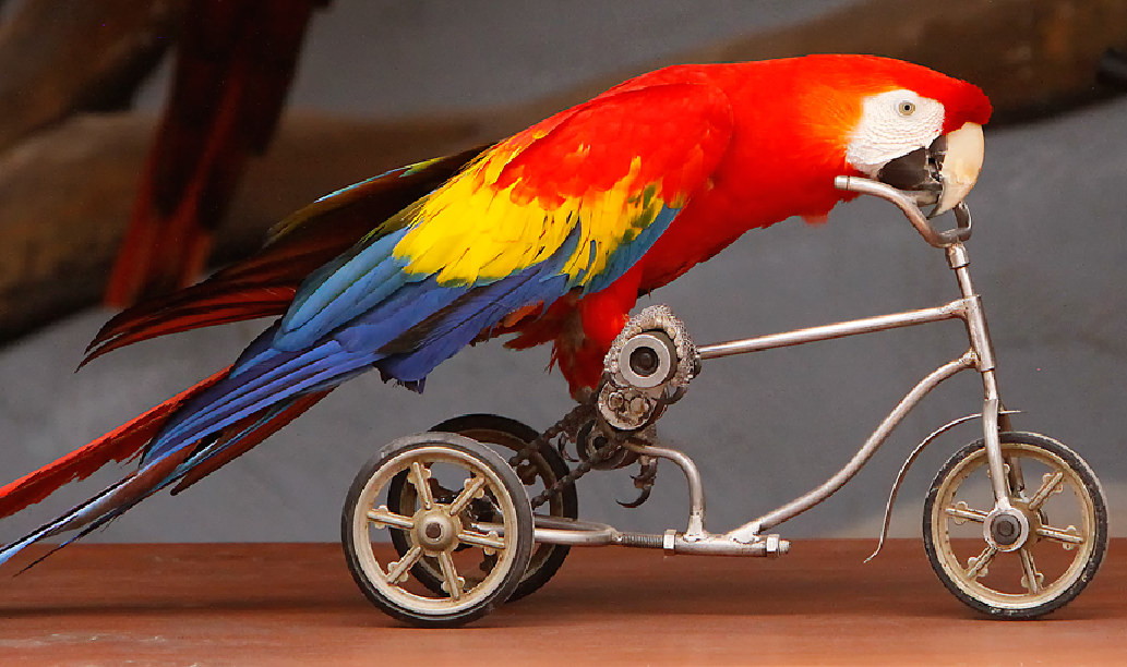 A Macaw riding a tricycle
