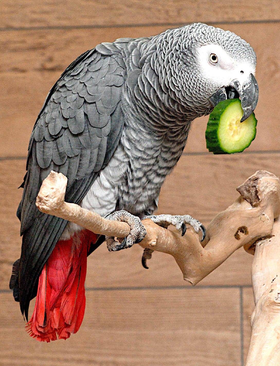 A very intelligent speaking grey parrot